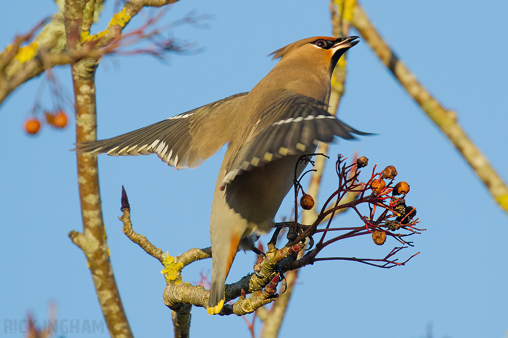Bohemian Waxwing | Male