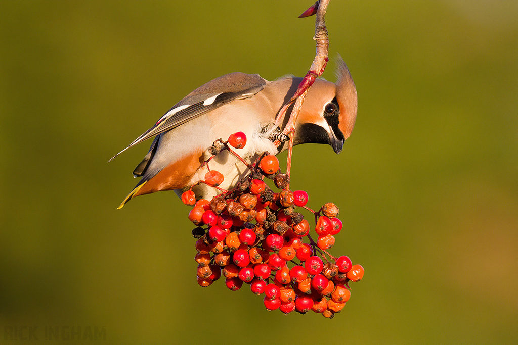 Bohemian Waxwing | Female