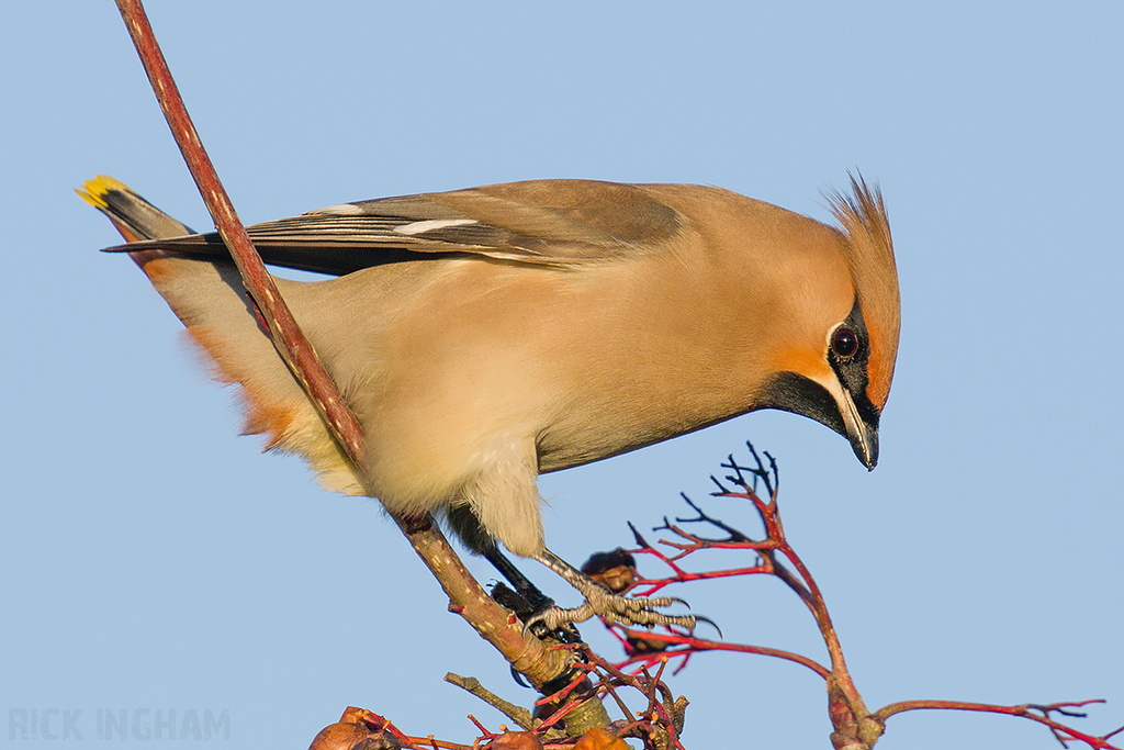 Bohemian Waxwing | Male