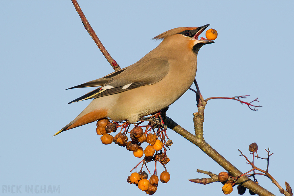 Bohemian Waxwing | Male
