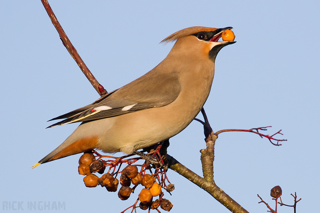 Bohemian Waxwing | Male