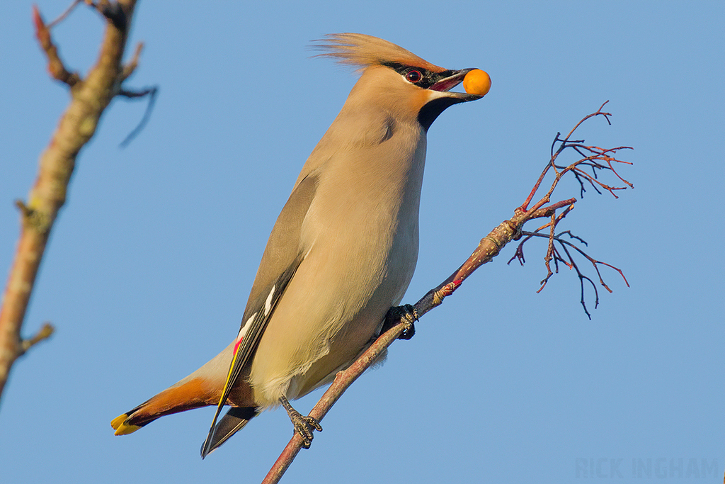 Bohemian Waxwing | Male