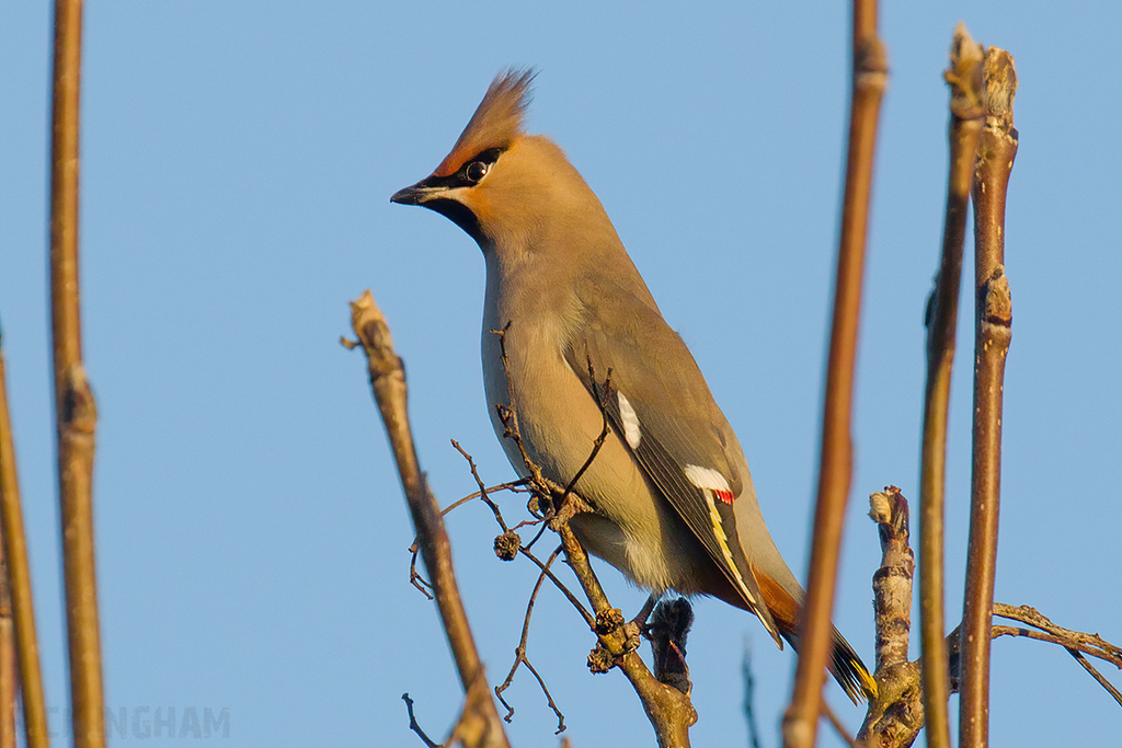Bohemian Waxwing | Male
