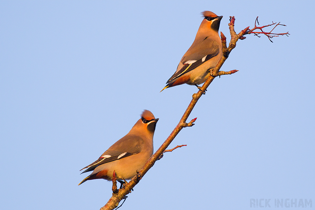 Bohemian Waxwing