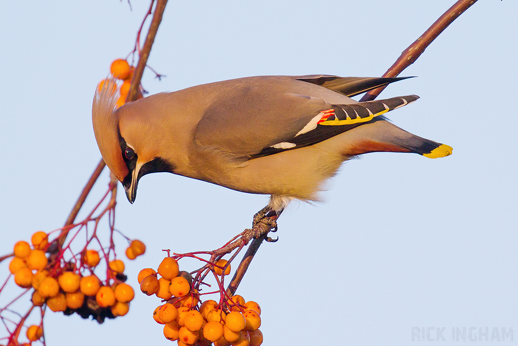 Bohemian Waxwing | Male