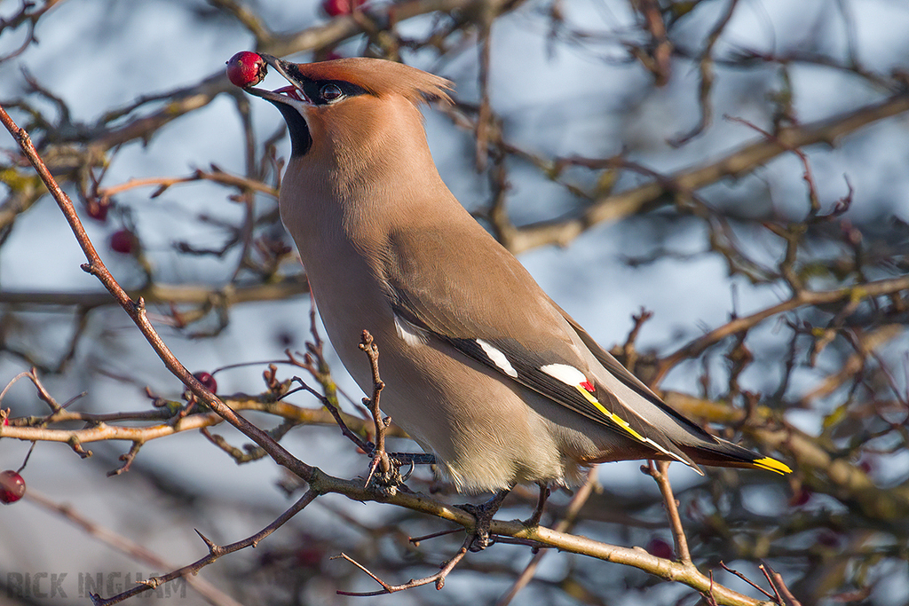 Bohemian Waxwing | Male