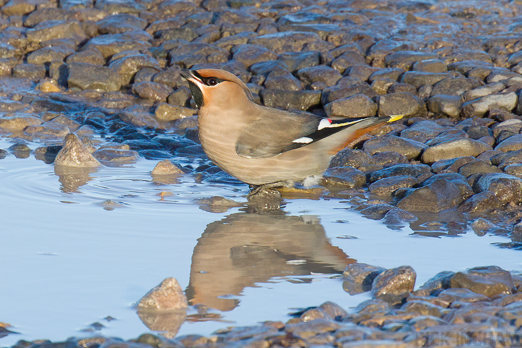 Bohemian Waxwing | Male