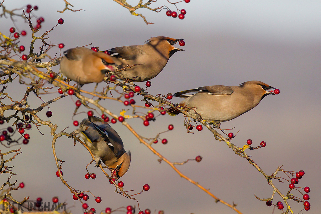 Bohemian Waxwing | Male