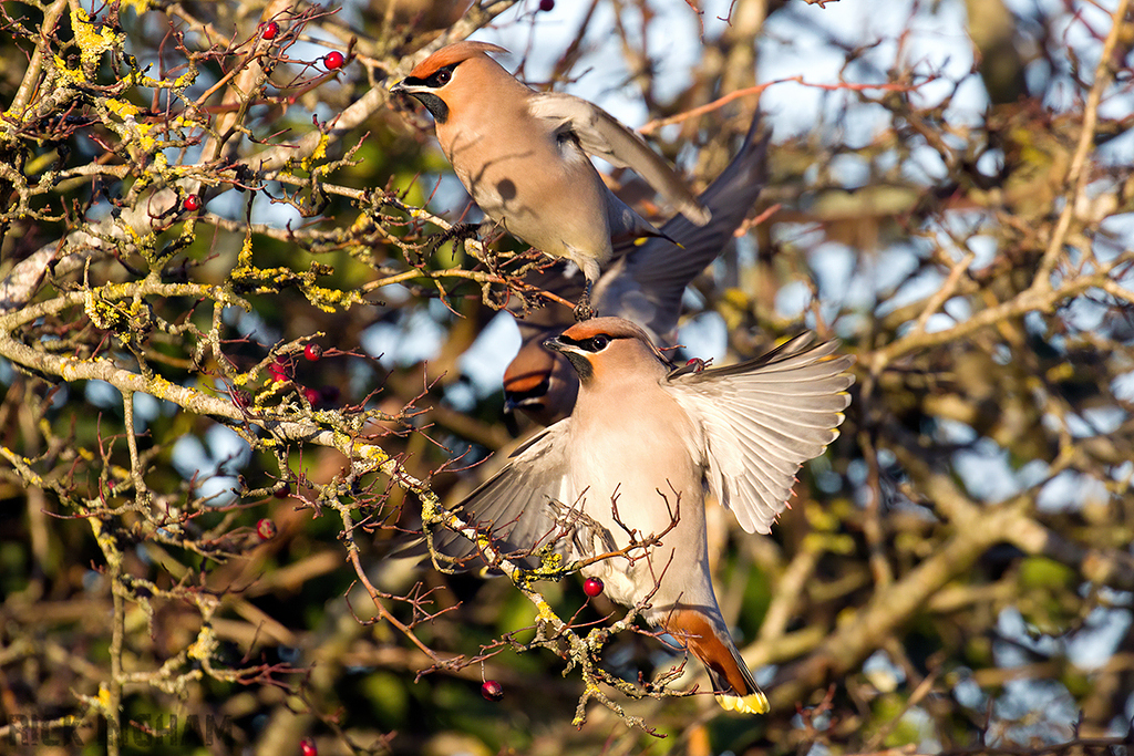 Bohemian Waxwing | Male