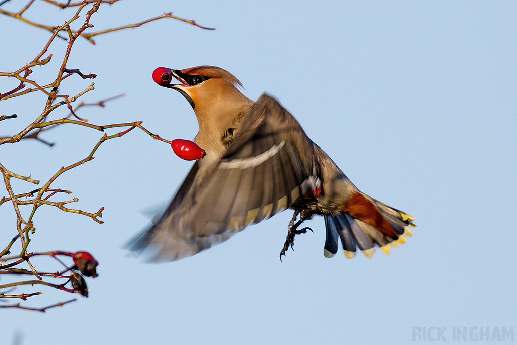 Bohemian Waxwing | Male