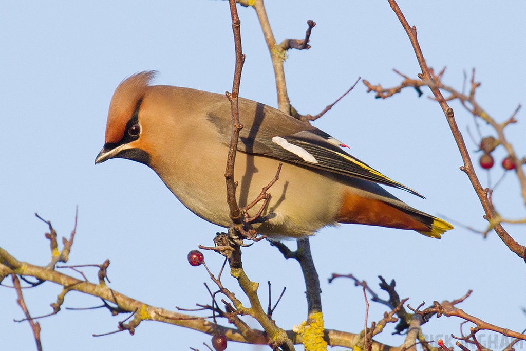 Bohemian Waxwing | Male