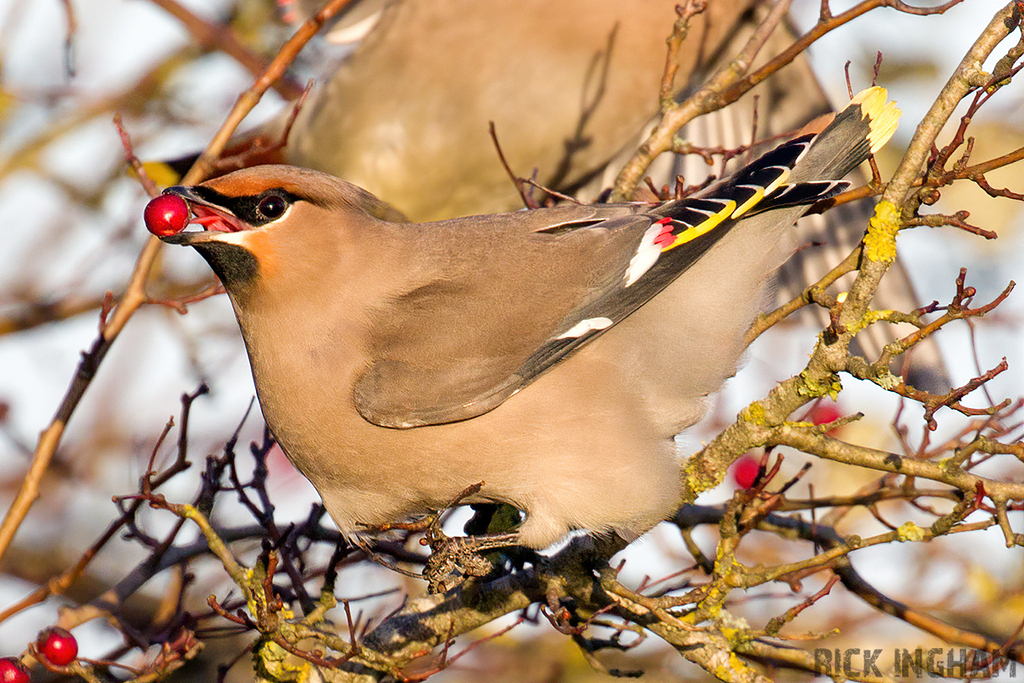 Bohemian Waxwing | Male