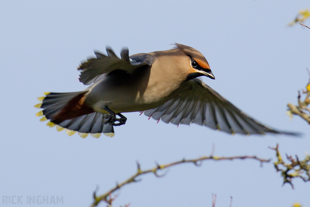 Bohemian Waxwing | Female