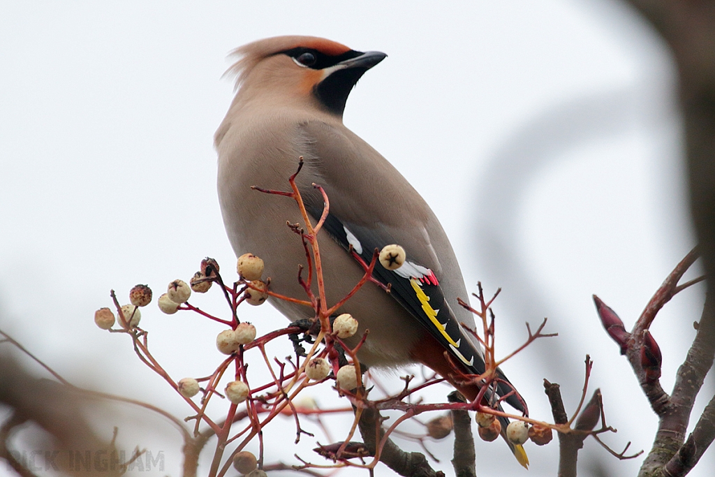 Bohemian Waxwing | Male