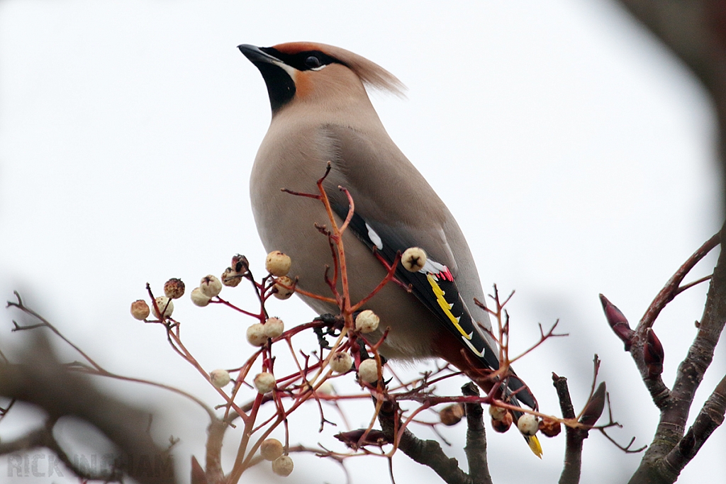 Bohemian Waxwing | Male