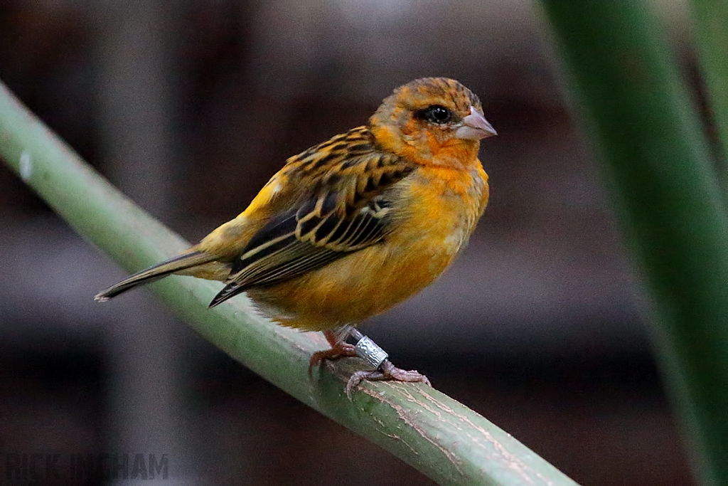 Village Weaver
