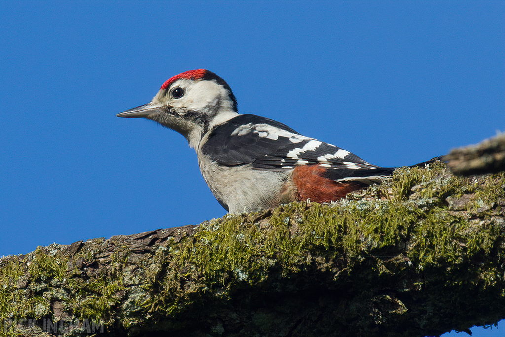 Great Spotted Woodpecker | Juvenile
