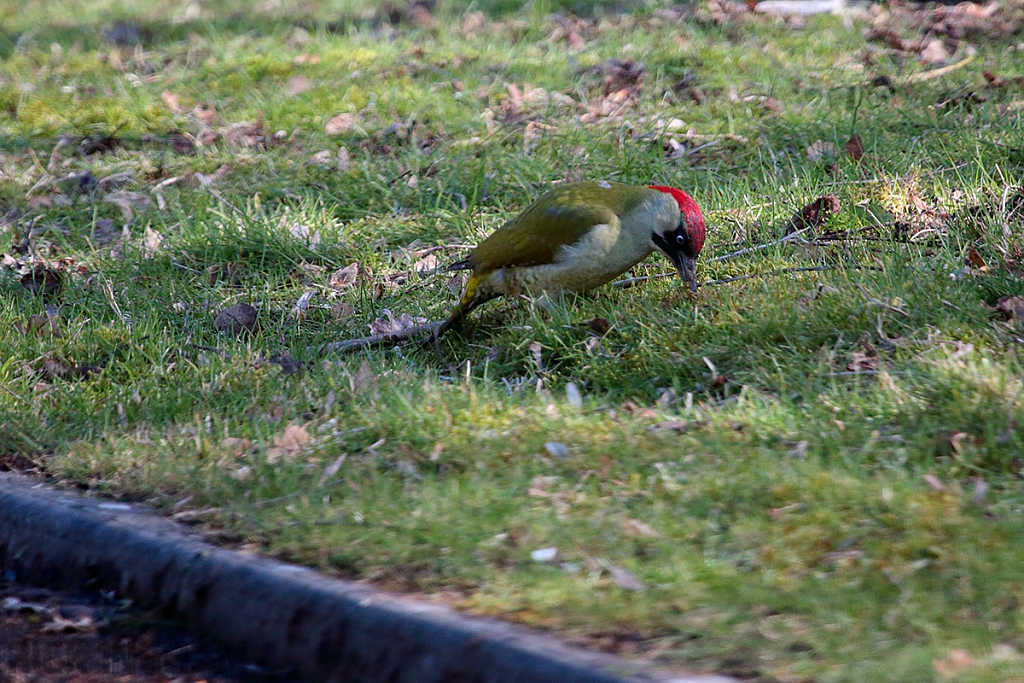 Green Woodpecker | Female