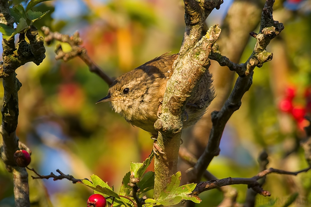 Eurasian Wren