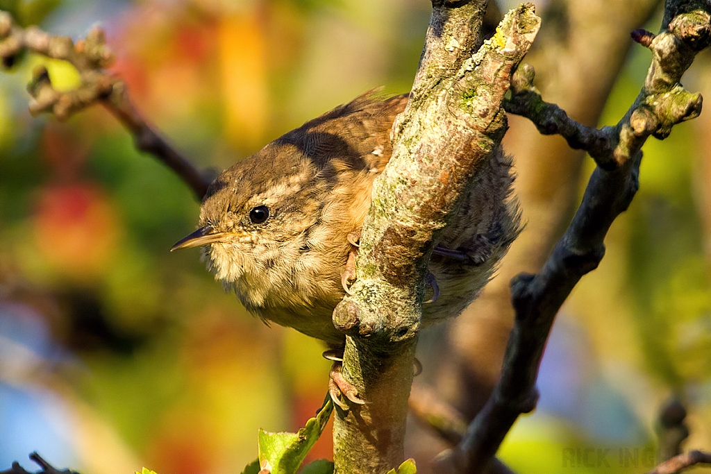 Eurasian Wren