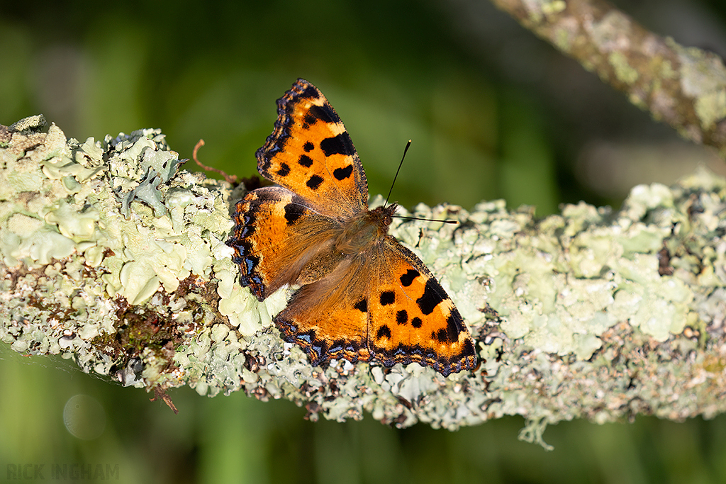 Large Tortoiseshell