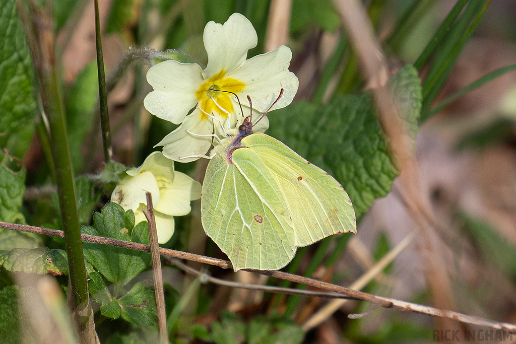 Brimstone Butterfly