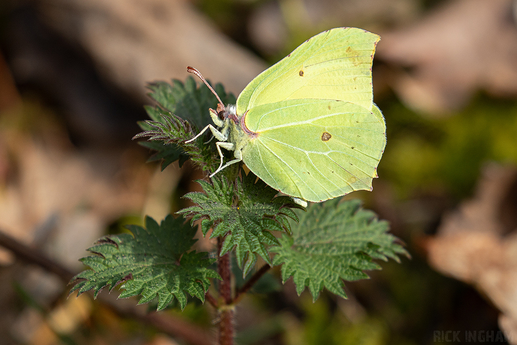 Brimstone Butterfly