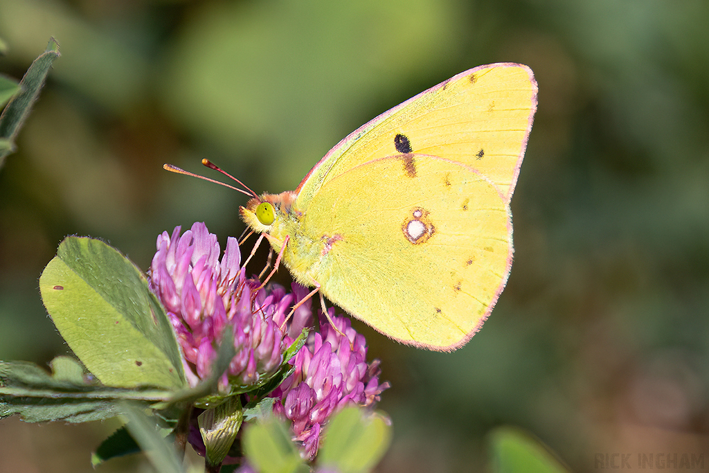 Clouded Yellow Butterfly