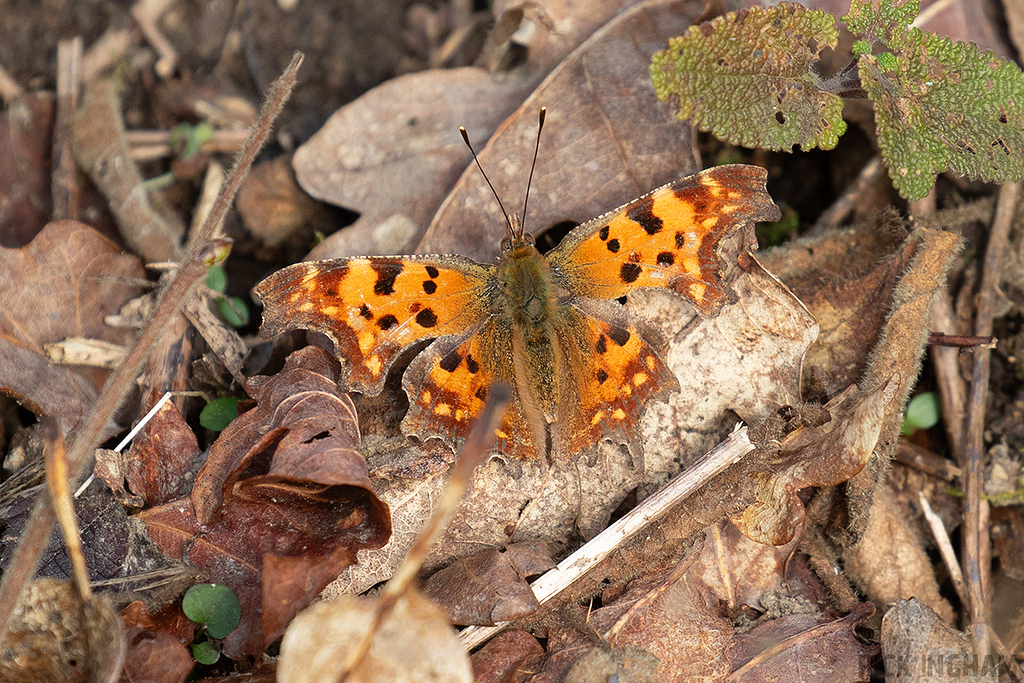 Comma Butterfly