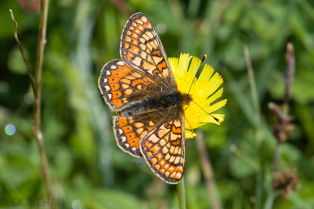Marsh Fritillary