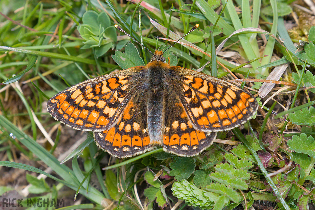 Marsh Fritillary