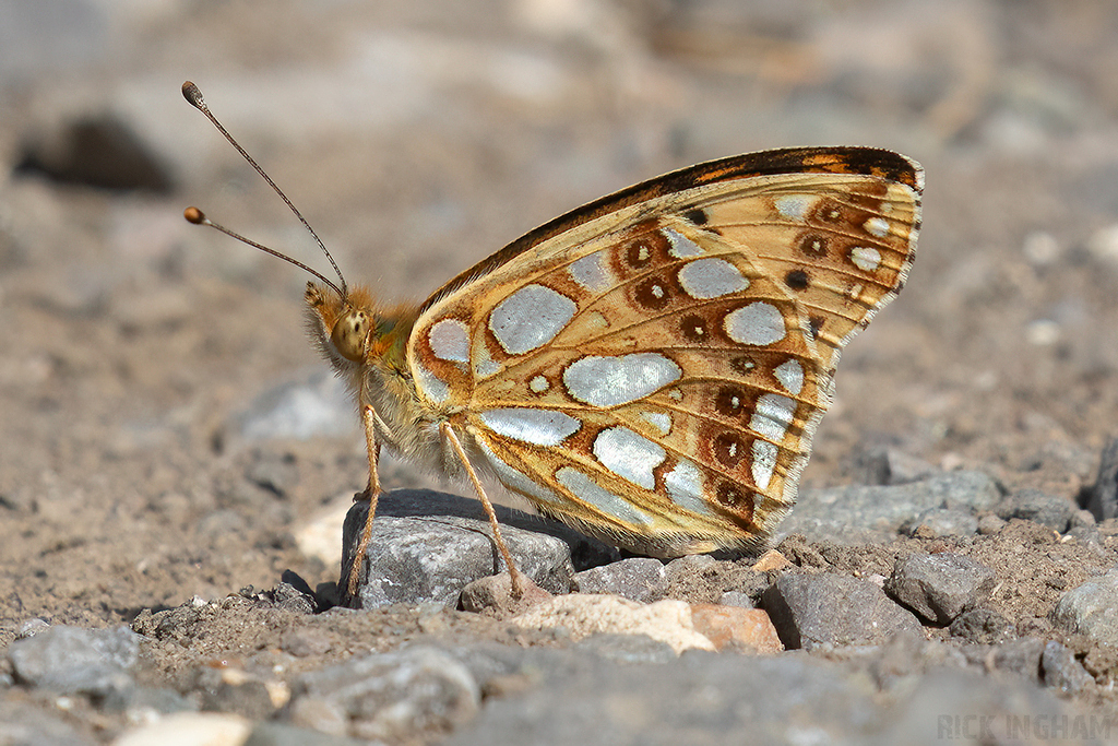 Queen of Spain Fritillary