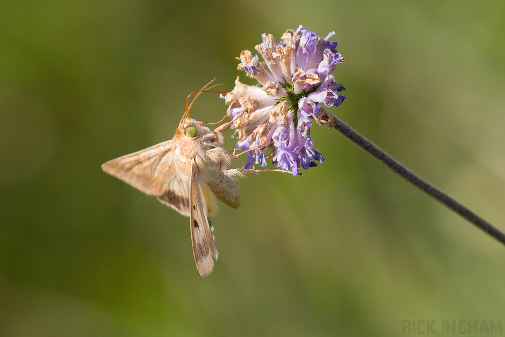 Scarce Bordered Straw Moth