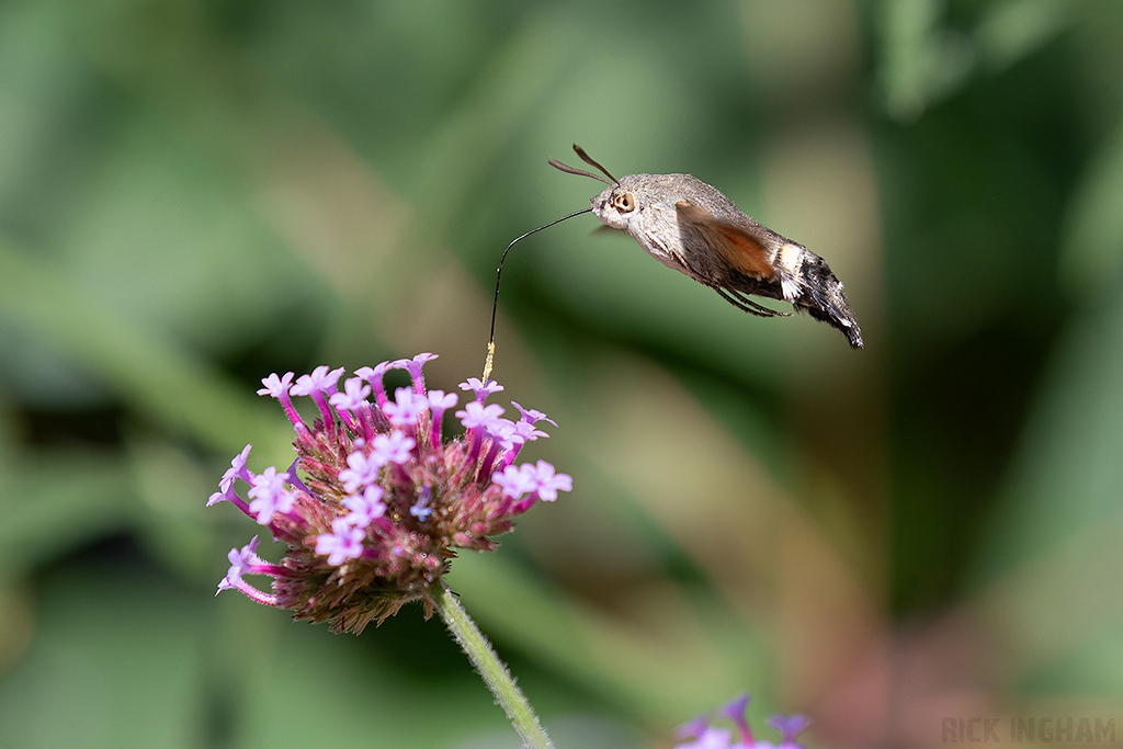Hummingbird hawk-moth