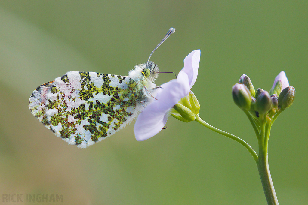 Orange-tip Butterfly