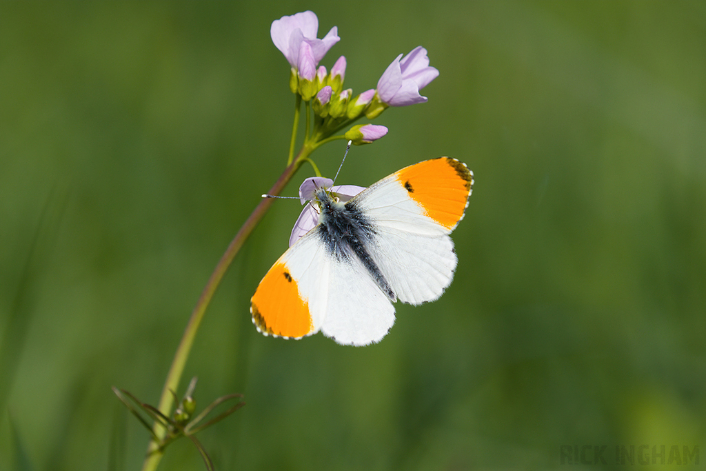 Orange-tip Butterfly | Male