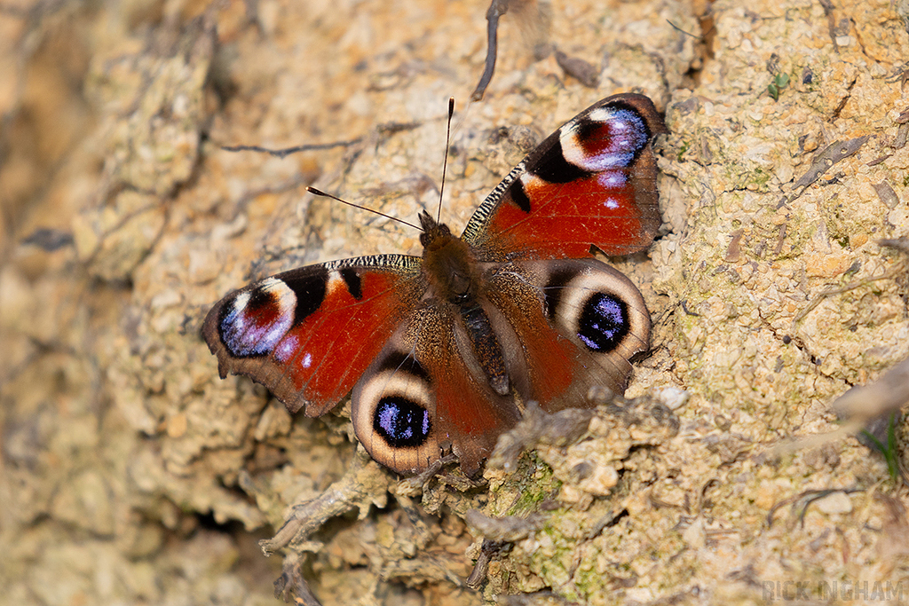 Peacock Butterfly