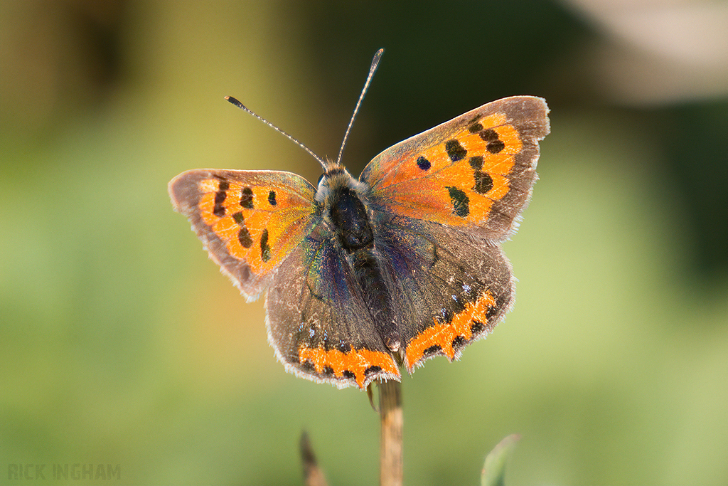Small Copper ab.caeruleopunctata