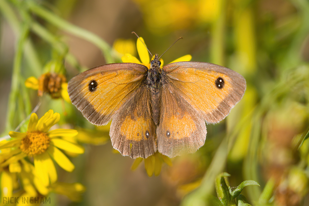 Gatekeeper Butterfly