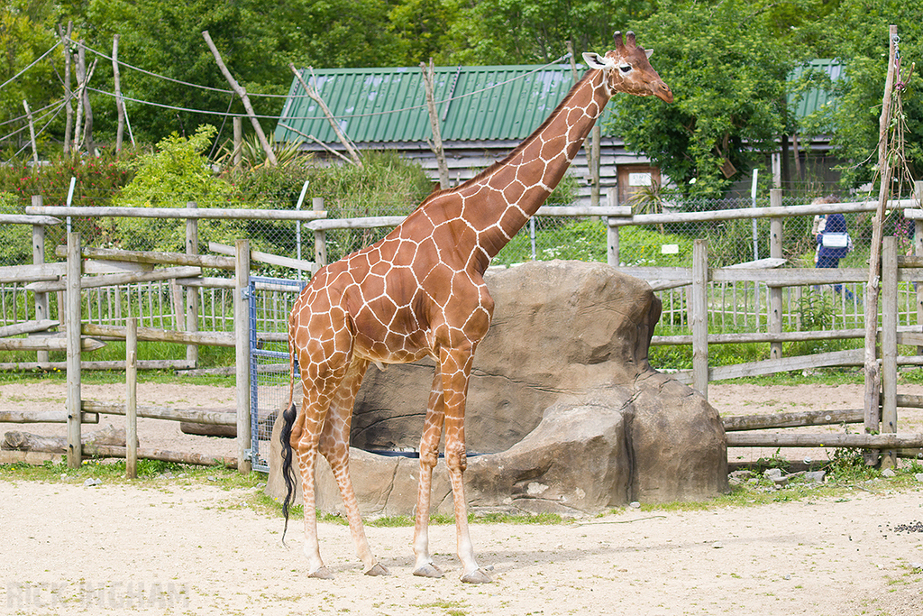 Reticulated Giraffe