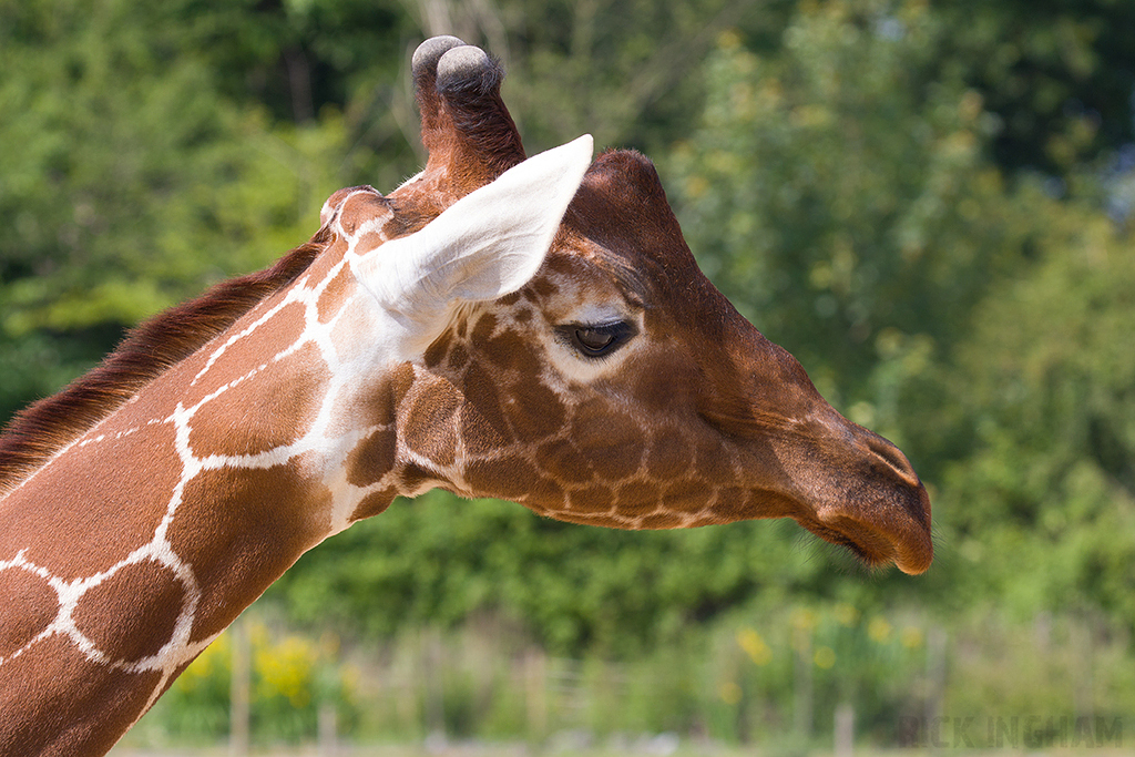Reticulated Giraffe