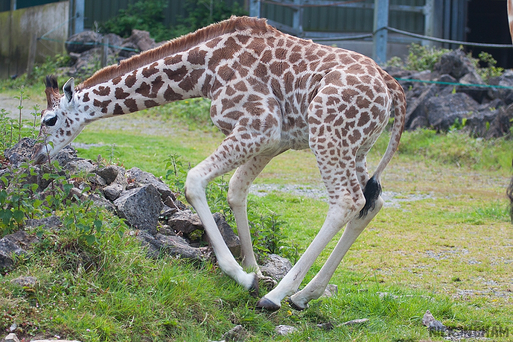 Northern Giraffe