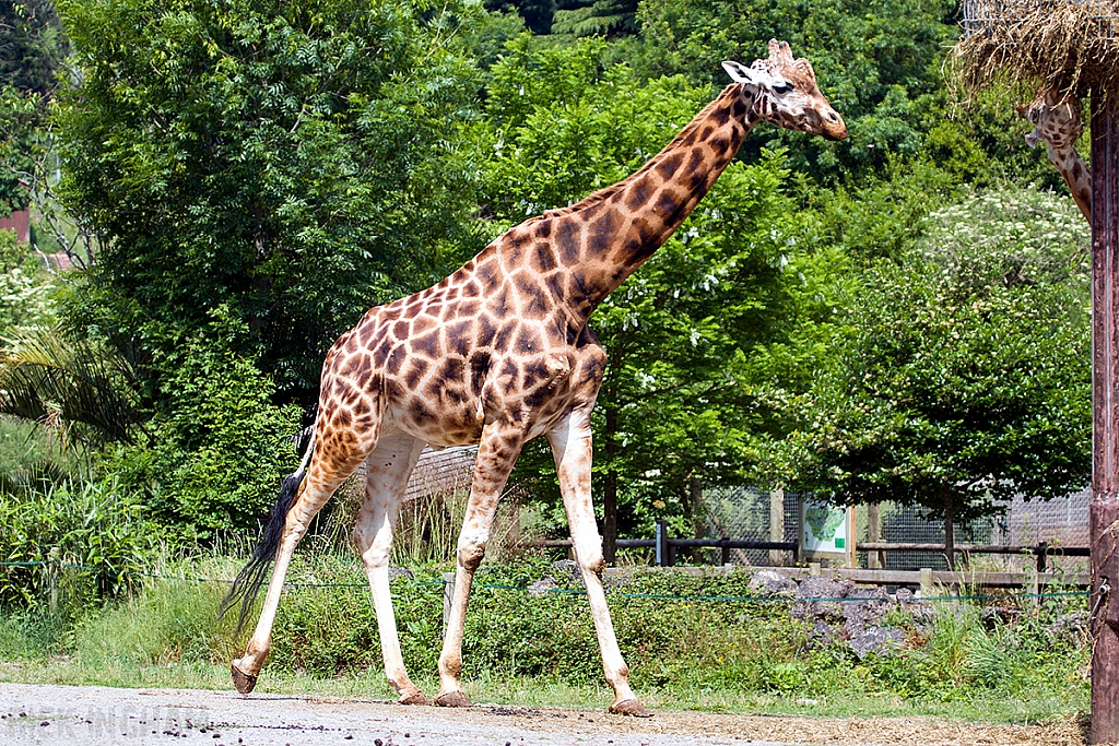 Northern Giraffe
