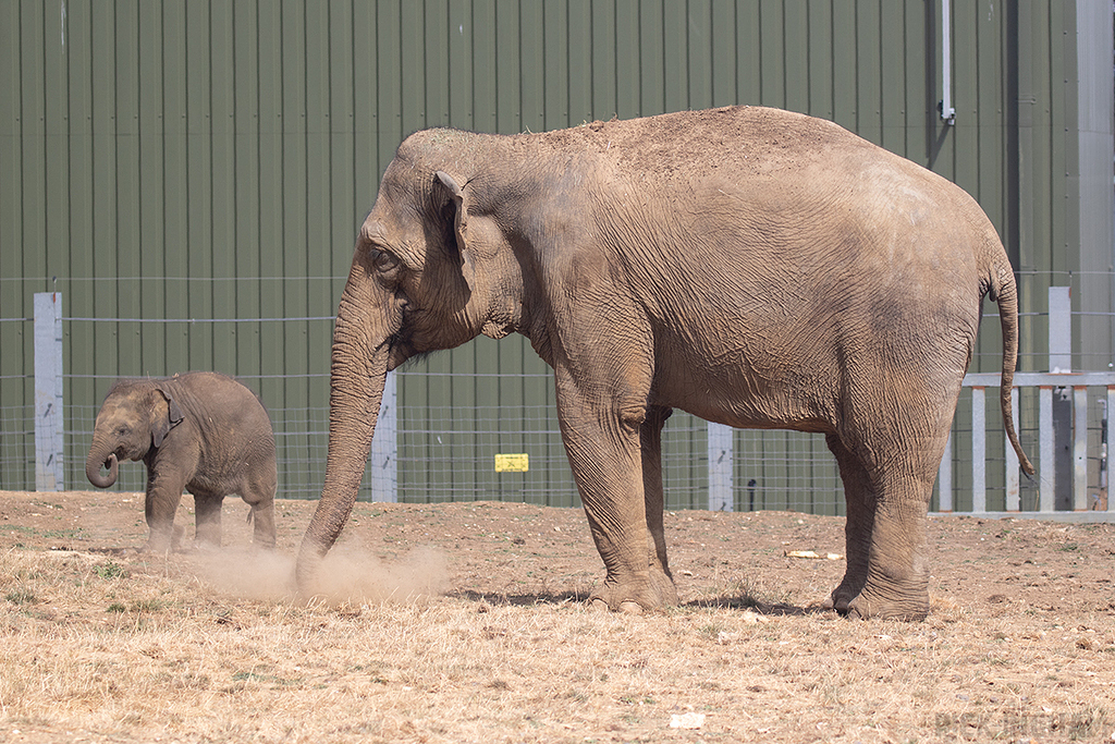 Asian Elephant