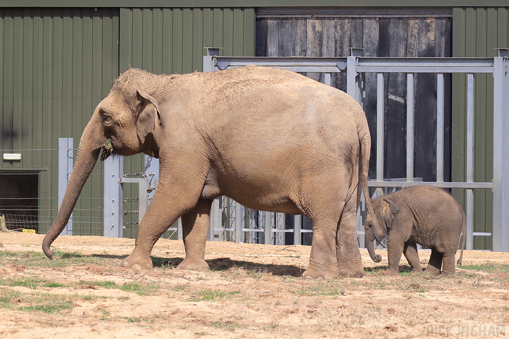 Asian Elephant