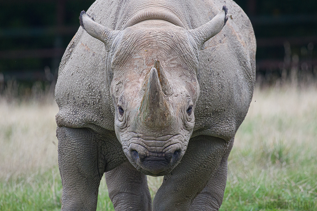 Black Rhino