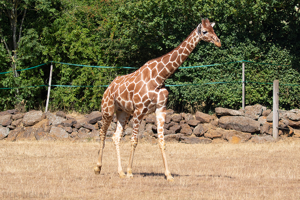 Reticulated Giraffe