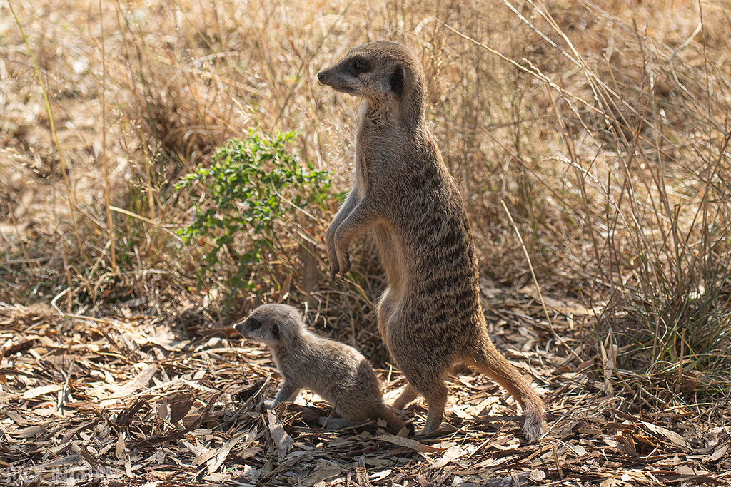 Meerkat