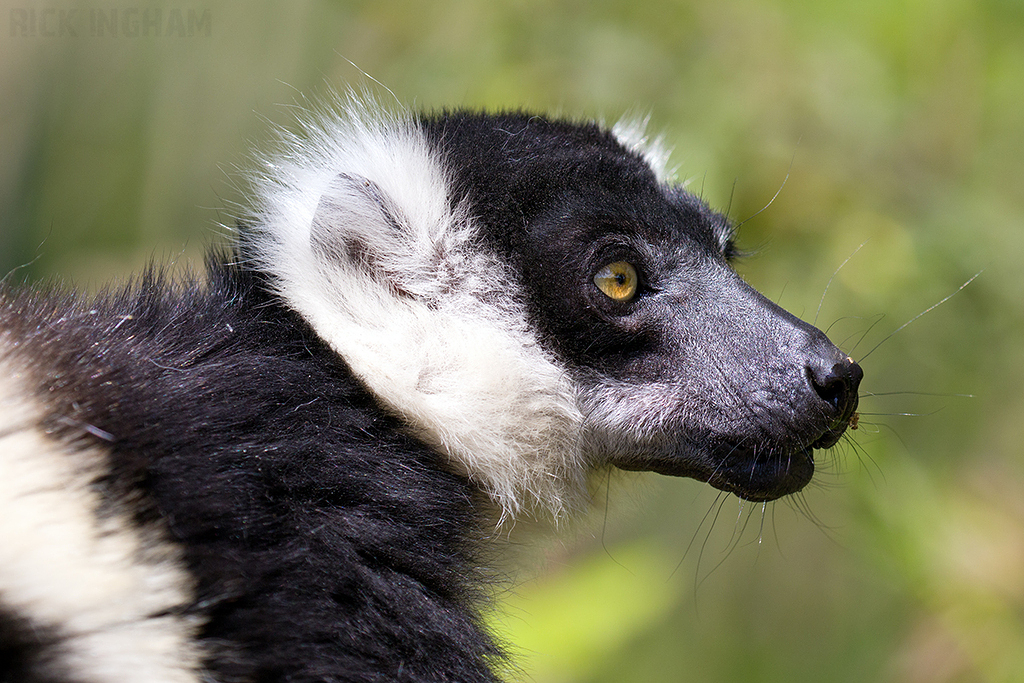 White-Belted Ruffed Lemur