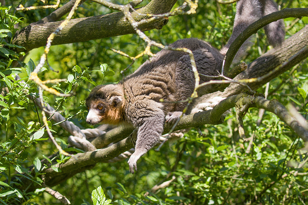 Mongoose Lemur